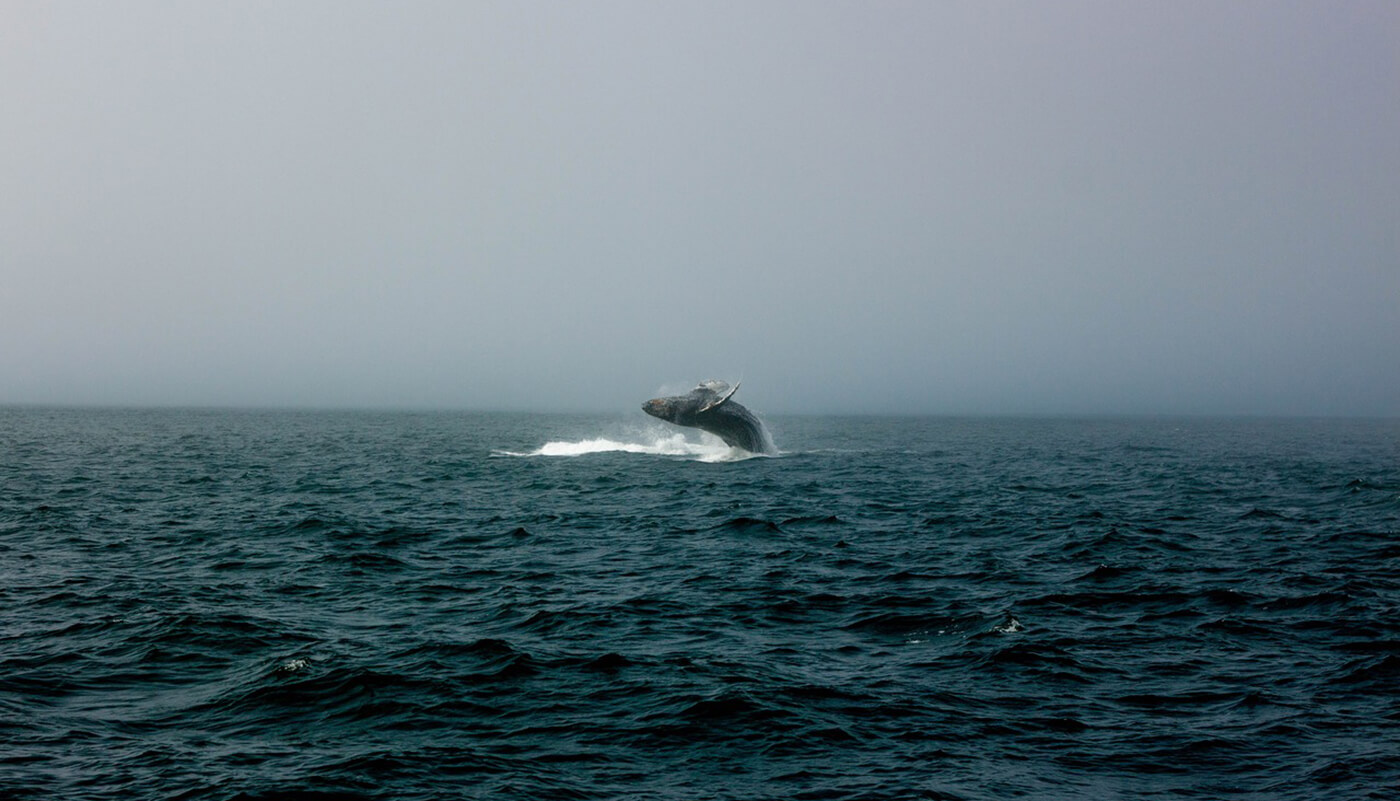 image for story: You Can’t Keep Whales To Yourself